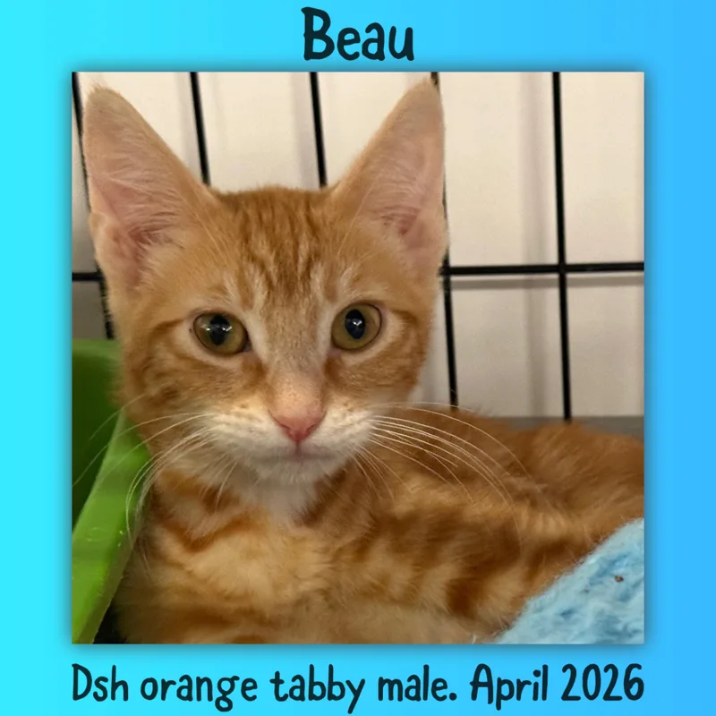 Beau