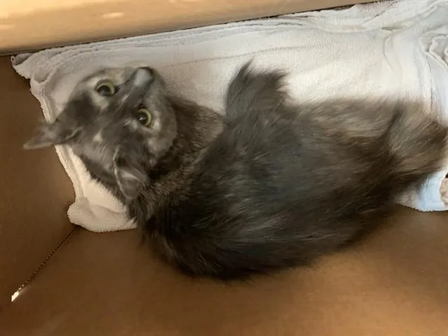 A young medium-sized female Domestic Short Hair cat named Elena for adoption in San Jose, CA
