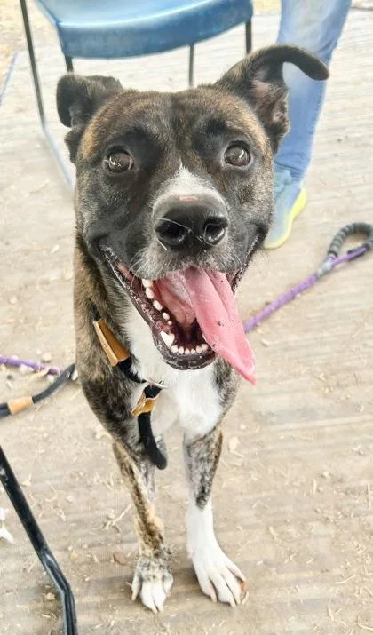 An adult medium-sized male Brindle Mixed Breed dog named Jax for adoption in Georgetown, TX