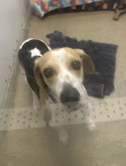 A young medium-sized male Beagle dog named Buddy for adoption in Palm Coast, FL