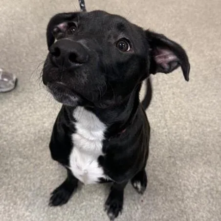 A young small-sized male Black Mixed Breed dog named Mr. President for adoption in Jacksonville, FL