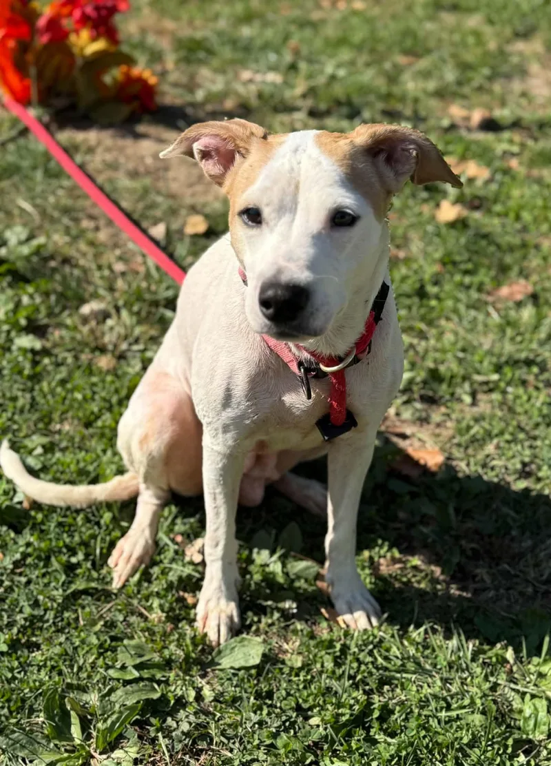 An adult medium-sized female Labrador Retriever dog named Bali for adoption in Springfield, IL