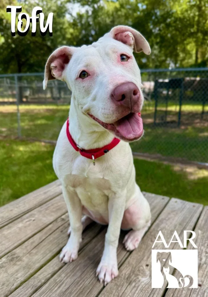 A young medium-sized female Pit Bull Terrier dog named Tofu for adoption in Magnolia, TX