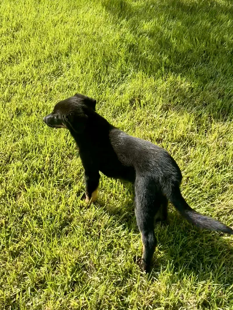 Timber