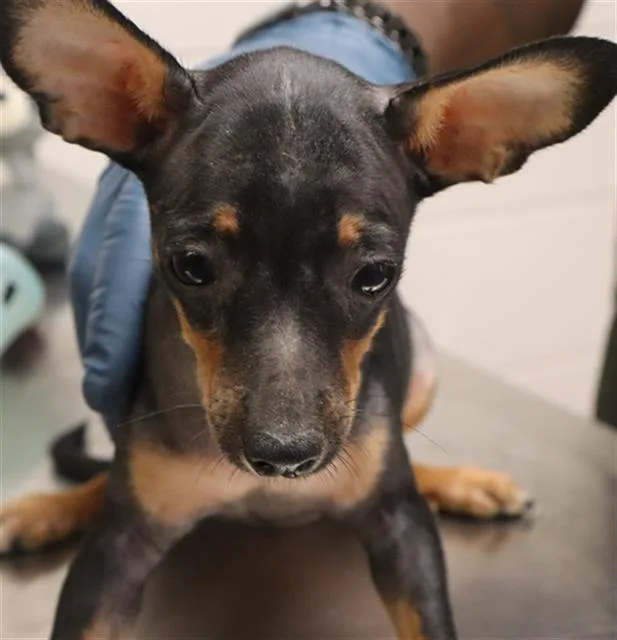 A baby small-sized female Mixed Breed dog named Stella for adoption in Columbia, SC