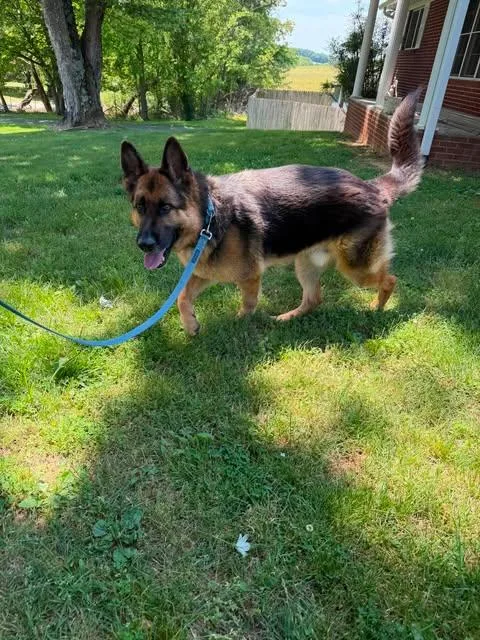 An adult large-sized male Black German Shepherd Dog dog named Flint for adoption in Greeneville, TN