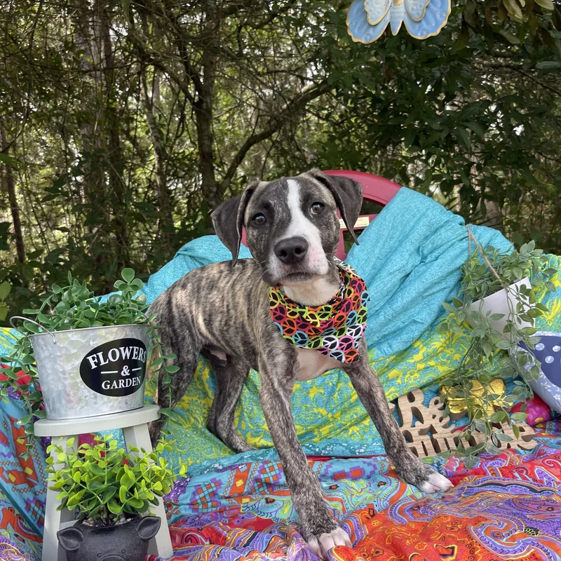 A baby medium-sized male Mountain Cur dog named Comet for adoption in Sebring, FL