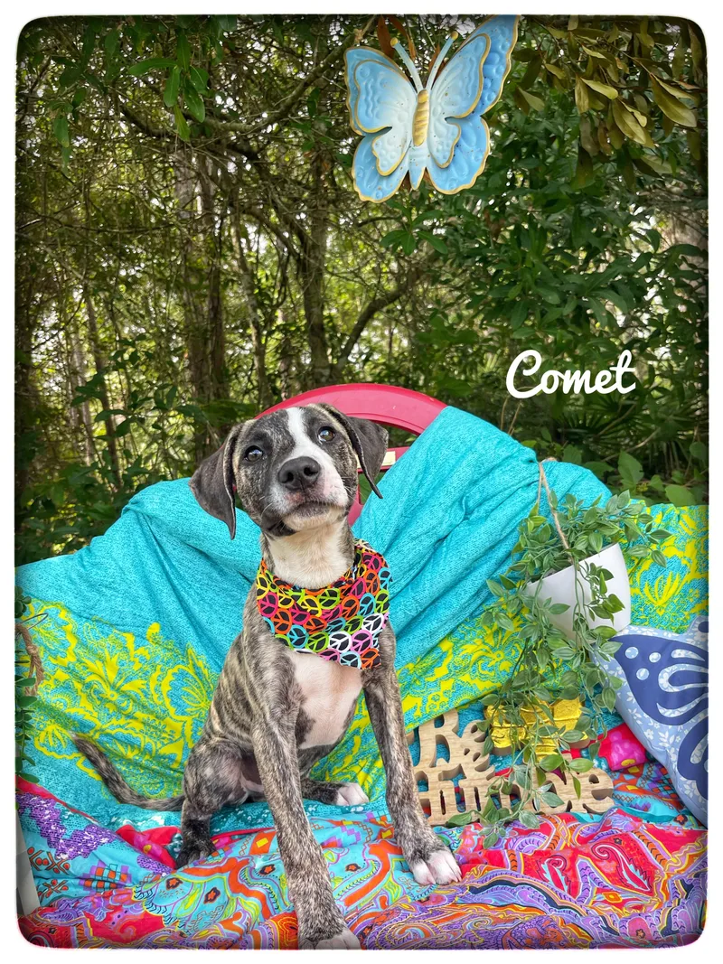 Comet thumbnail 3