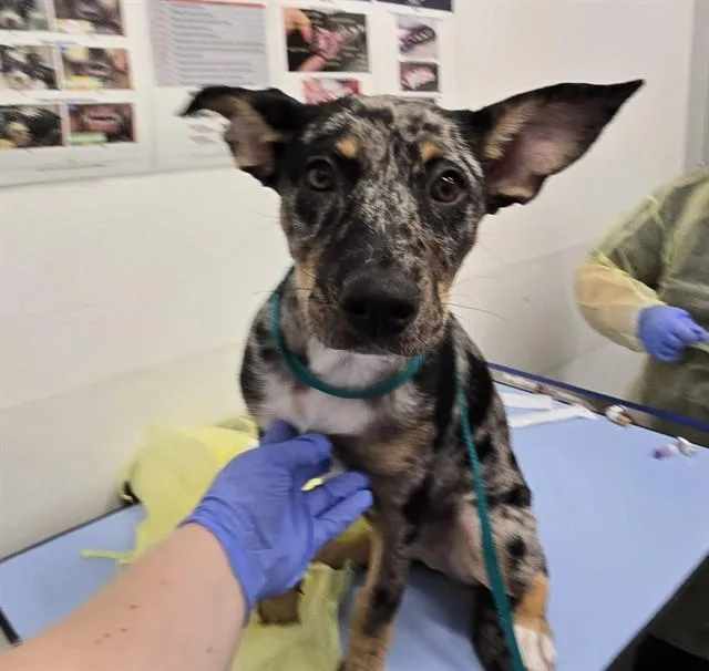 A baby large-sized female Catahoula Leopard Dog dog named Dalulu for adoption in Mesa, AZ