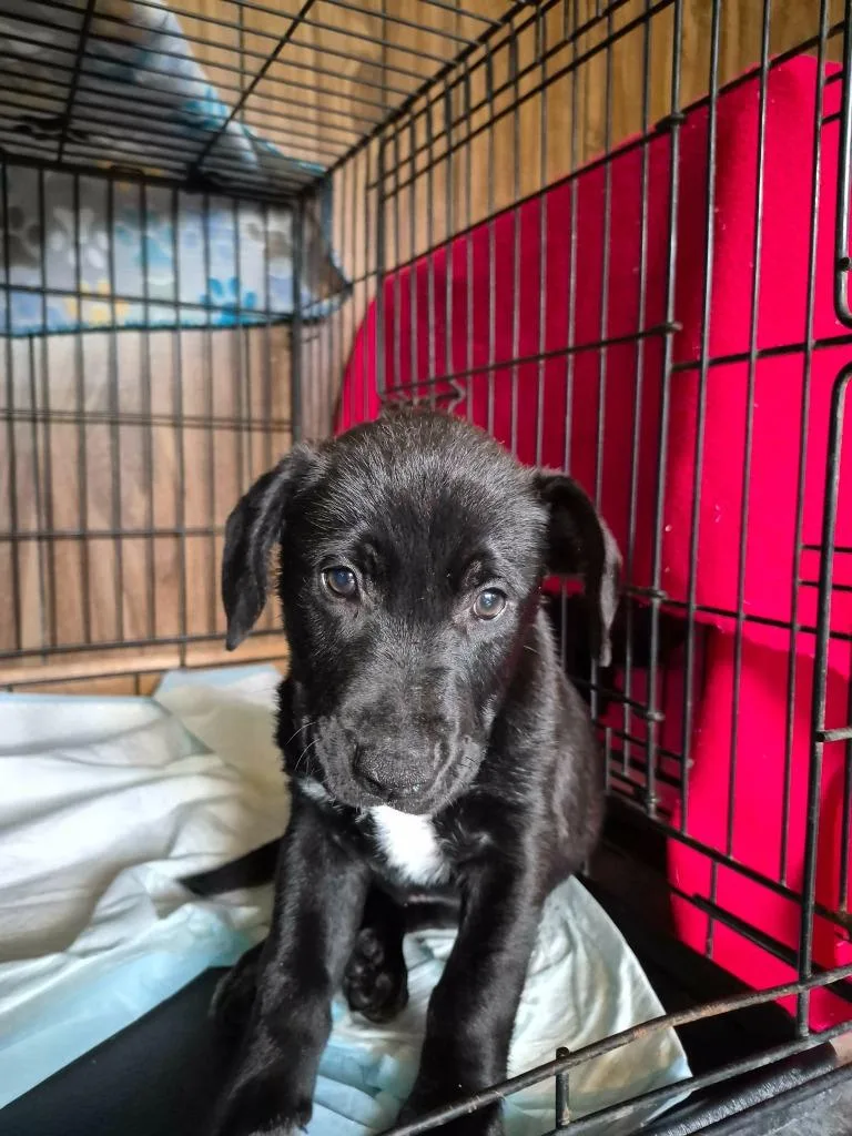 A baby medium-sized male Mixed Breed dog named Moe for adoption in Center, TX