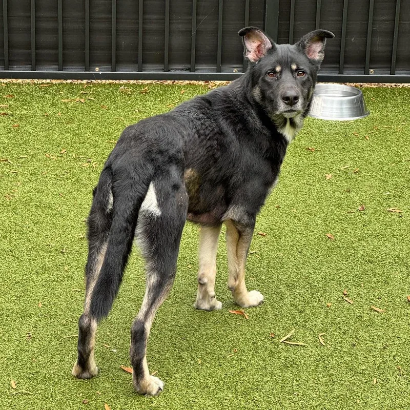 An adult large-sized male German Shepherd Dog dog named Webster for adoption in Charlottesville, VA