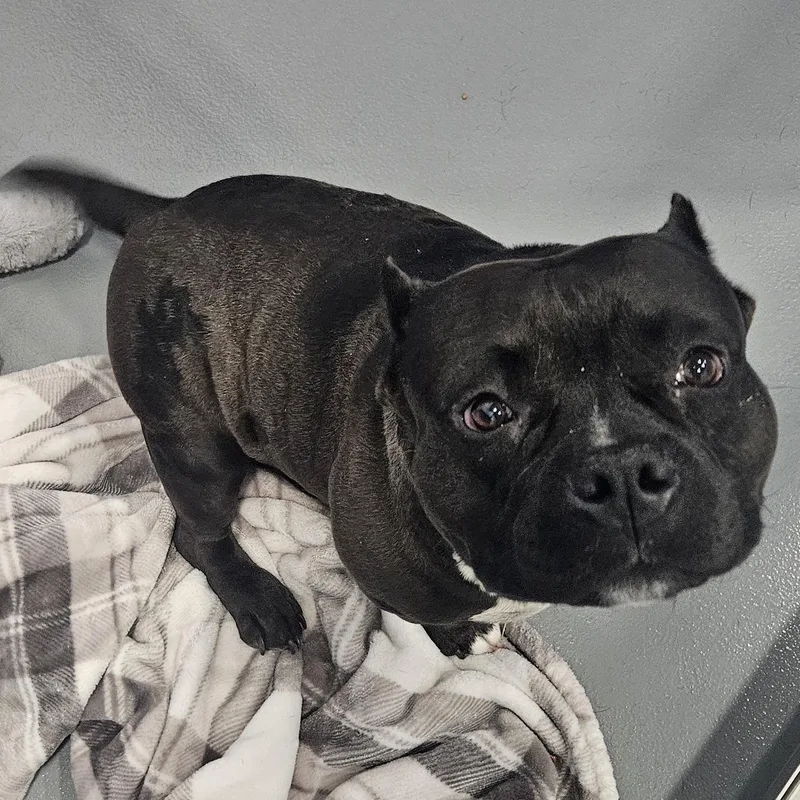 A young medium-sized female Black Staffordshire Bull Terrier dog named Truffle for adoption in Kalamazoo, MI