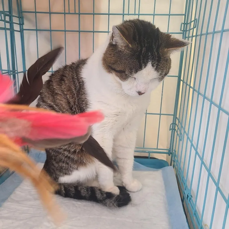 A young large-sized male Gray / Blue / Silver Domestic Short Hair cat named Lorenzo for adoption in Howard beach, NY