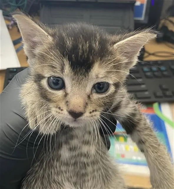A baby medium-sized female Domestic Short Hair cat named April for adoption in Dallas, TX