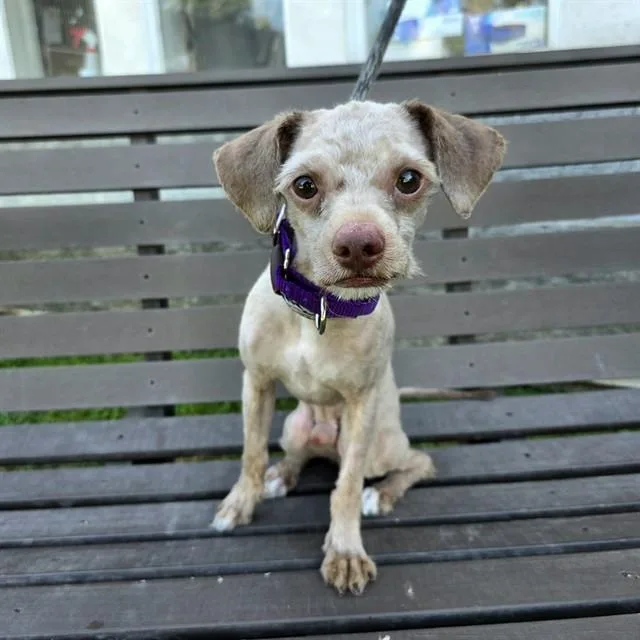 A young small-sized male Poodle dog named Mogli for adoption in Long Beach, CA