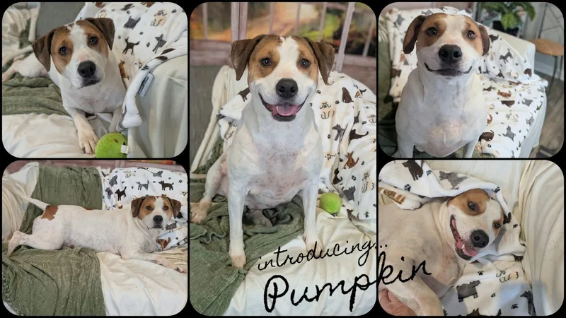 An adult medium-sized female White / Cream Beagle dog named Pumpkin for adoption in Ozark, AL