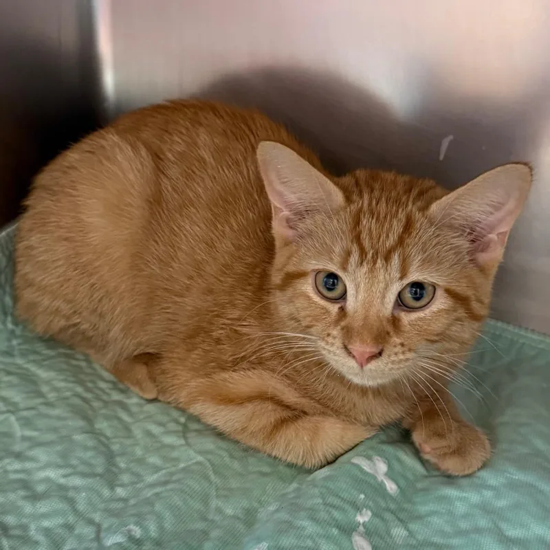 A baby small-sized male Orange / Red Domestic Short Hair cat named Garfield for adoption in Council Bluffs, IA