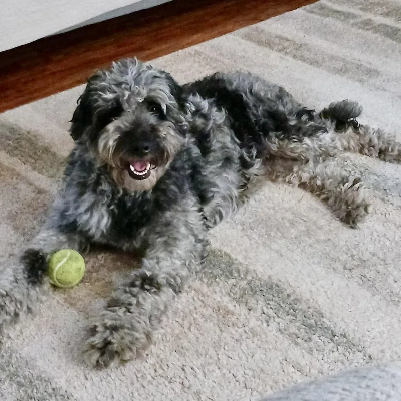 Gracie Loo