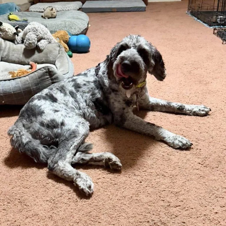 Gracie Loo thumbnail 3