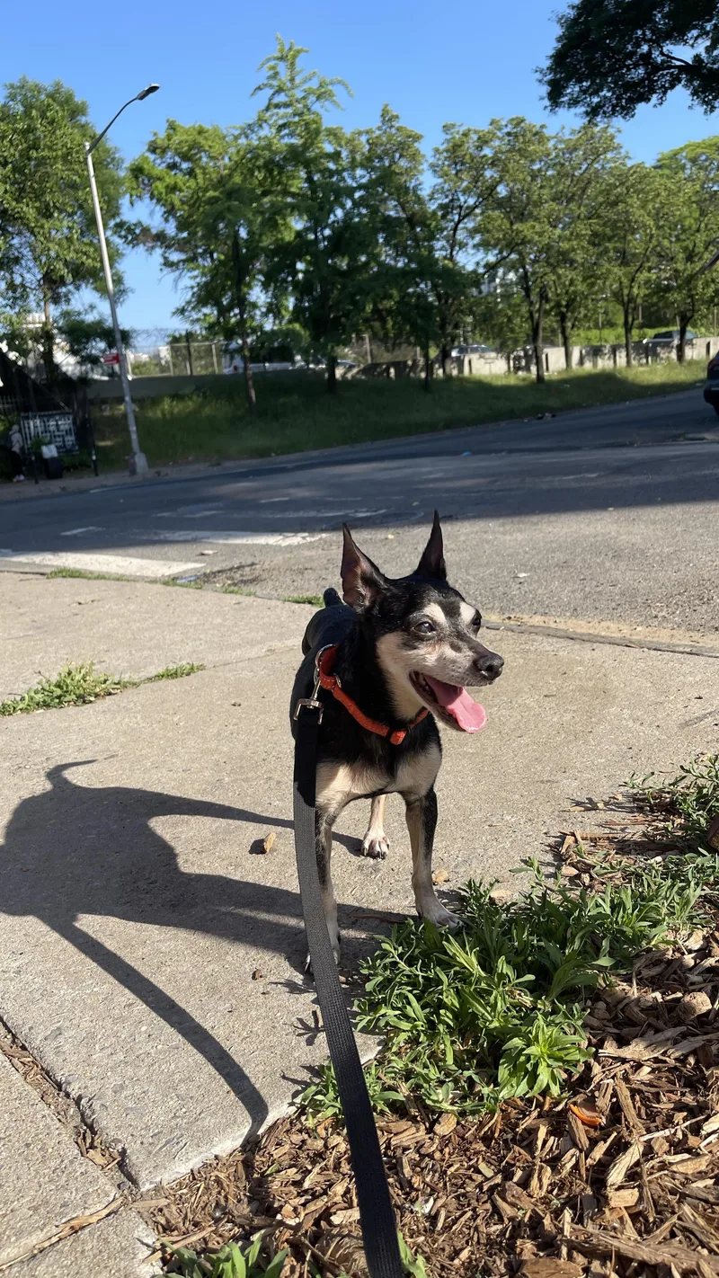 An adult small-sized female Apricot / Beige Chihuahua dog named Nina for adoption in Brooklyn, NY