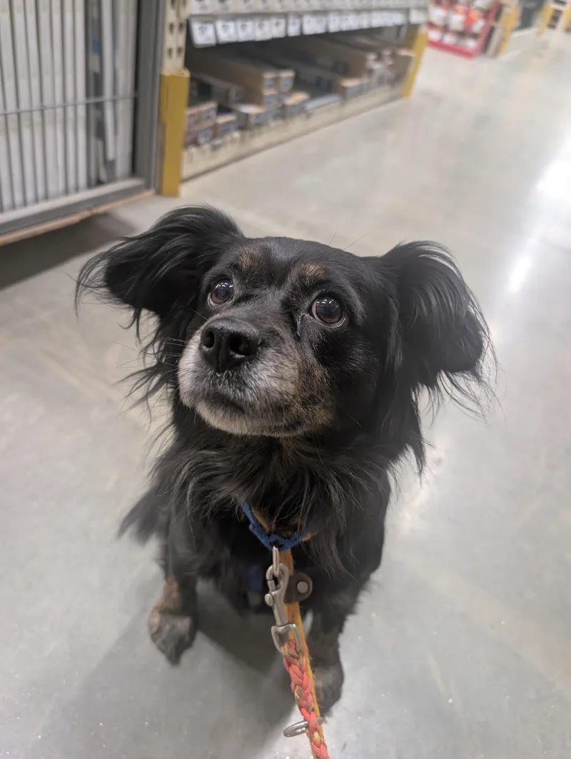 An adult medium-sized female Dachshund dog named Suzy for adoption in Mansfield Center, CT