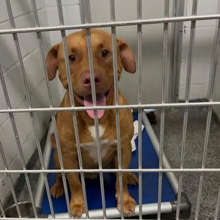 An adult medium-sized male Red / Chestnut / Orange Mixed Breed dog named Thunder for adoption in Jeffersonville, IN