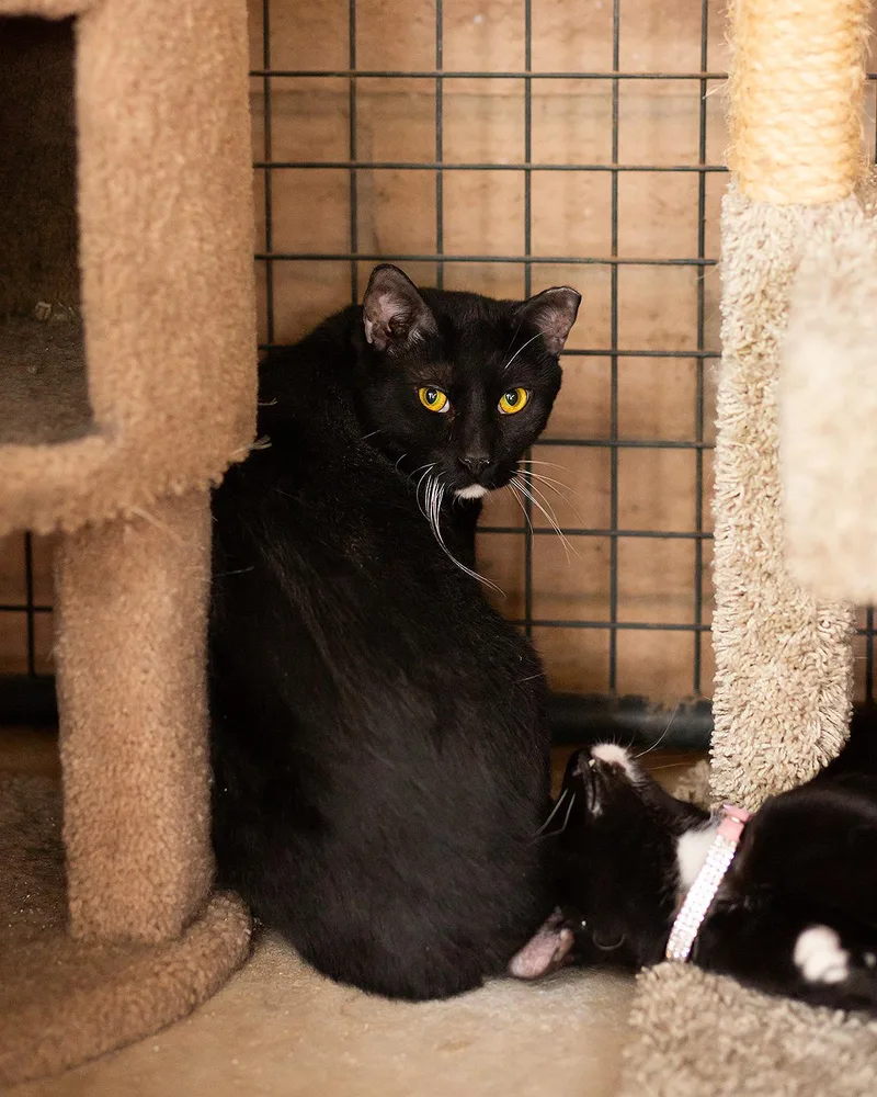 An adult large-sized male Black & White / Tuxedo Domestic Short Hair cat named Cumin for adoption in Marana, AZ