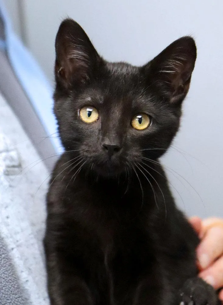 A baby medium-sized female Black Domestic Short Hair cat named Binx for adoption in Kansas City, KS