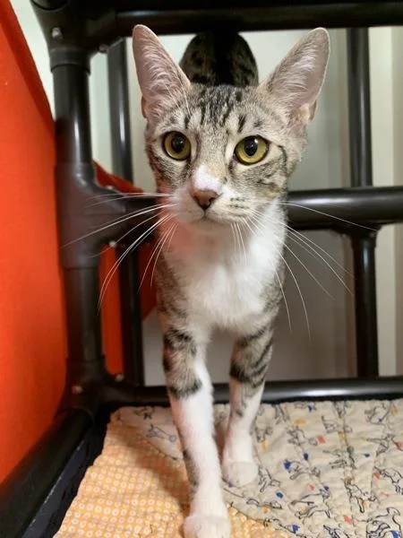 A young medium-sized female Oriental Short Hair cat named Cleopatra for adoption in Santa Rosa, CA