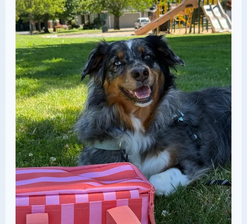 An adult medium-sized female Merle (Blue) Australian Shepherd dog named Courtesy listing Ruby for adoption in Bend, OR