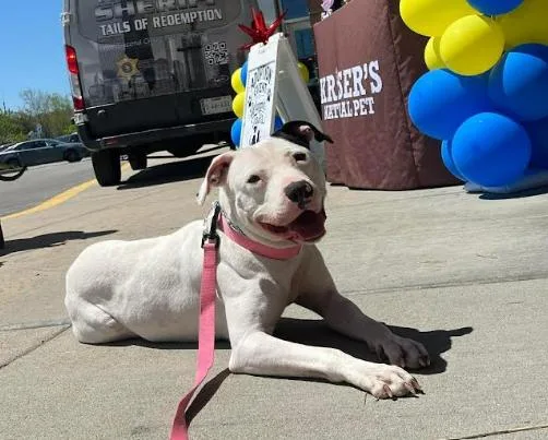 An adult medium-sized female Bicolor Pit Bull Terrier dog named Delilah for adoption in Cicero, IL