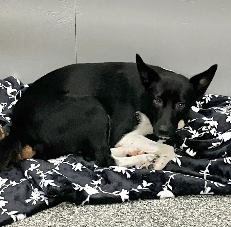 A young medium-sized female Black Shepherd dog named Tiny for adoption in Parma, OH