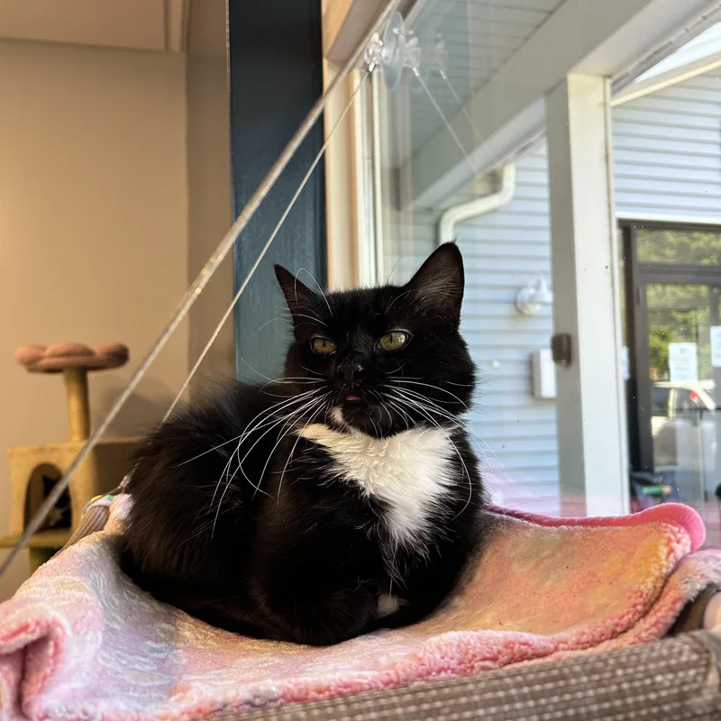A young medium-sized female Black & White / Tuxedo Domestic Long Hair cat named Rey for adoption in North Haven, CT