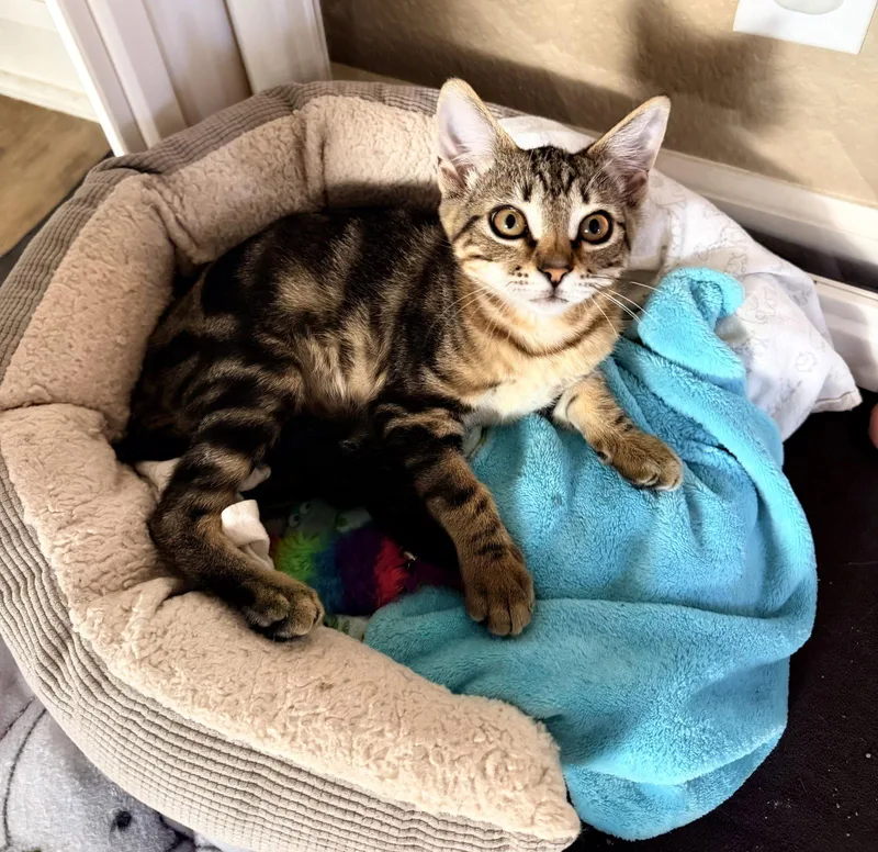 A young medium-sized male Domestic Short Hair cat named Tadej for adoption in Davis, CA