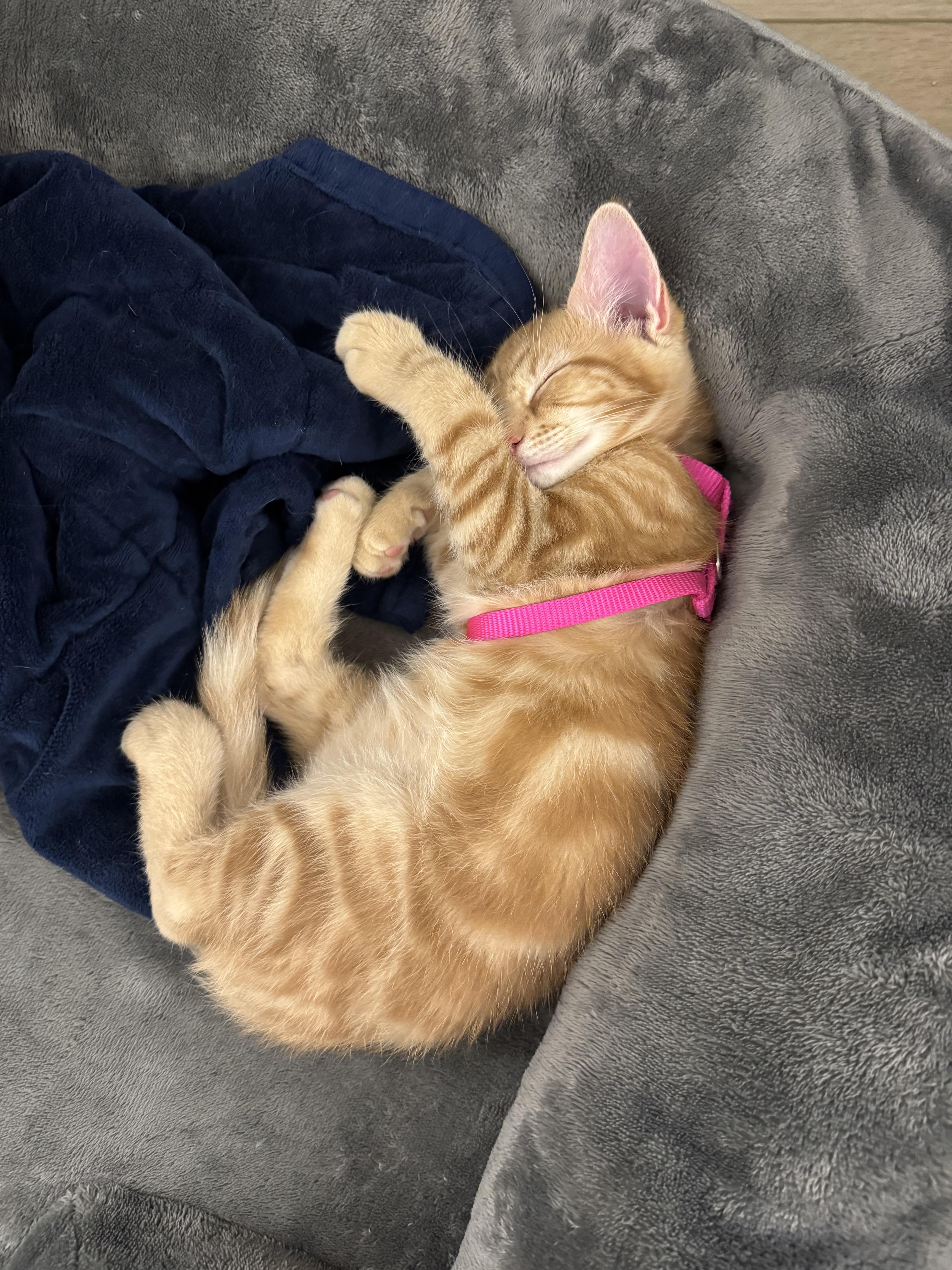 A baby small-sized male Tabby (Orange / Red) Domestic Short Hair cat named Amuro Ray for adoption in Richmond, VA