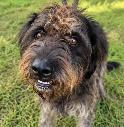 A young medium-sized male Schnauzer dog named Ranger for adoption in Foley, AL