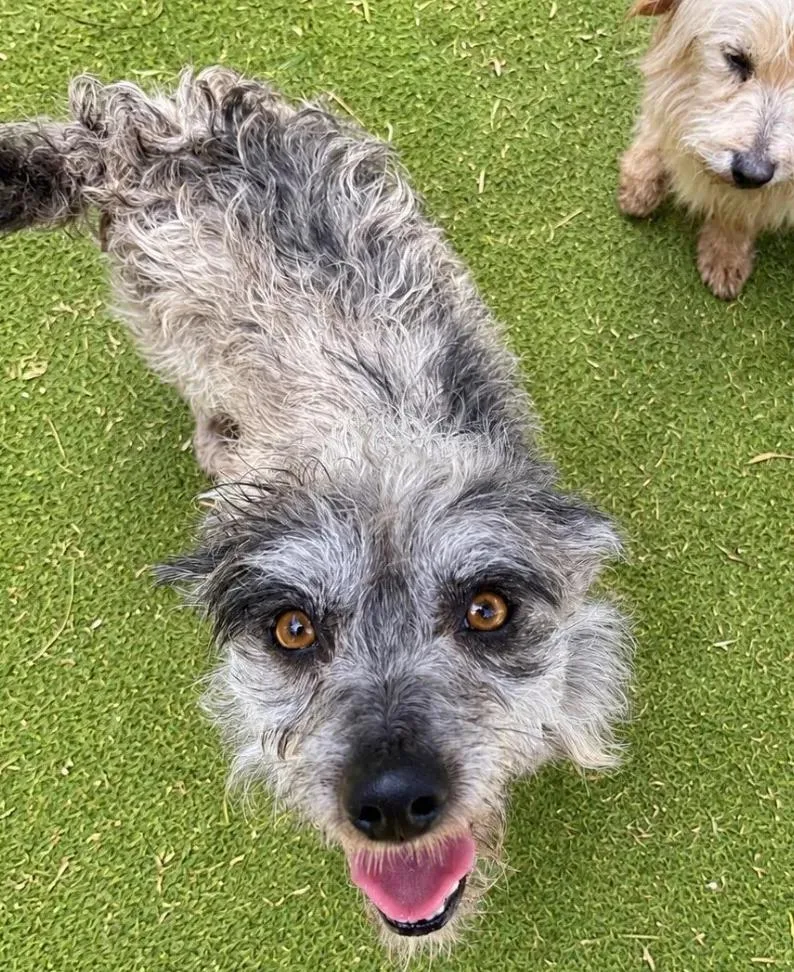 A young small-sized male Cairn Terrier dog named Matrix for adoption in San Diego, CA