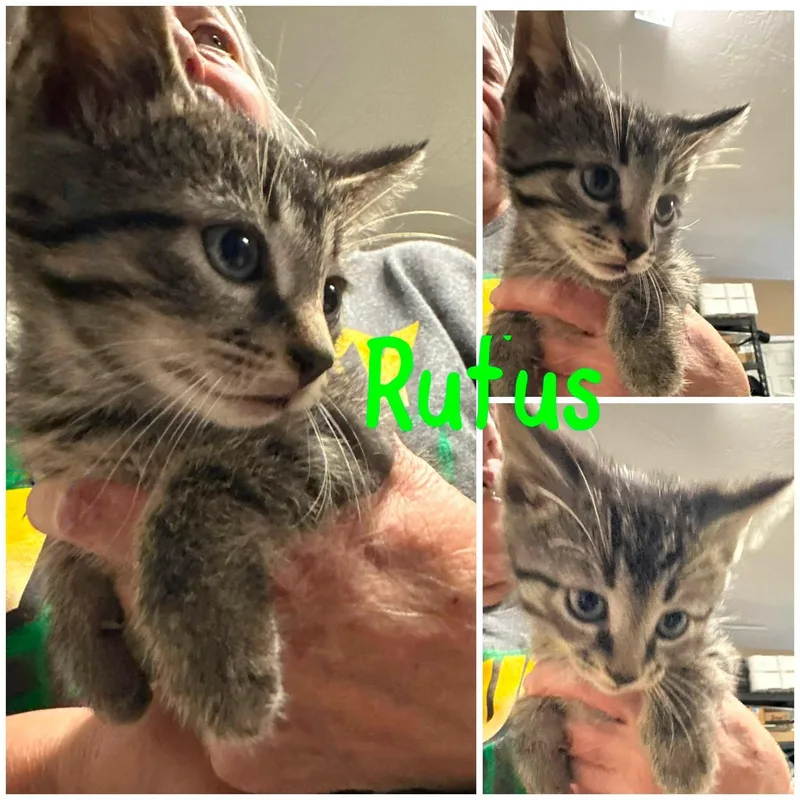 Rufus thumbnail 3