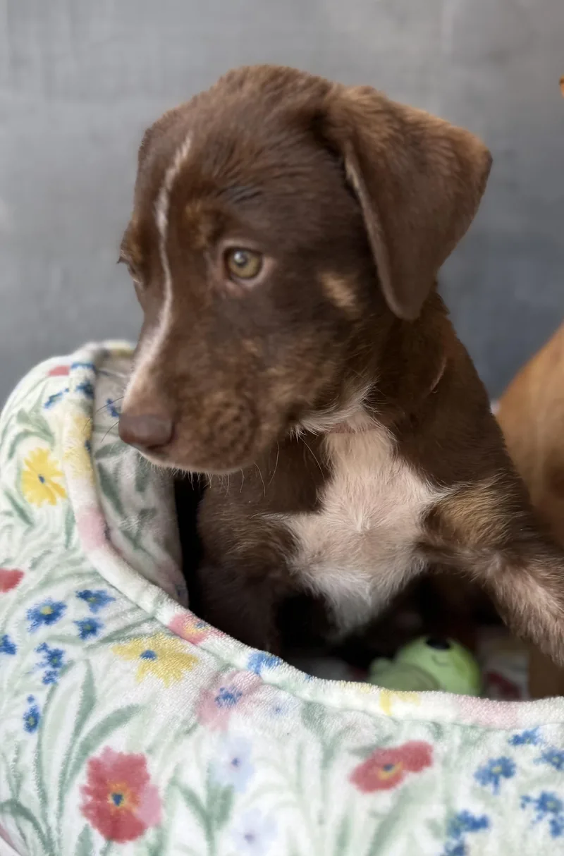 A baby medium-sized female Labrador Retriever dog named Mia for adoption in Austin, TX