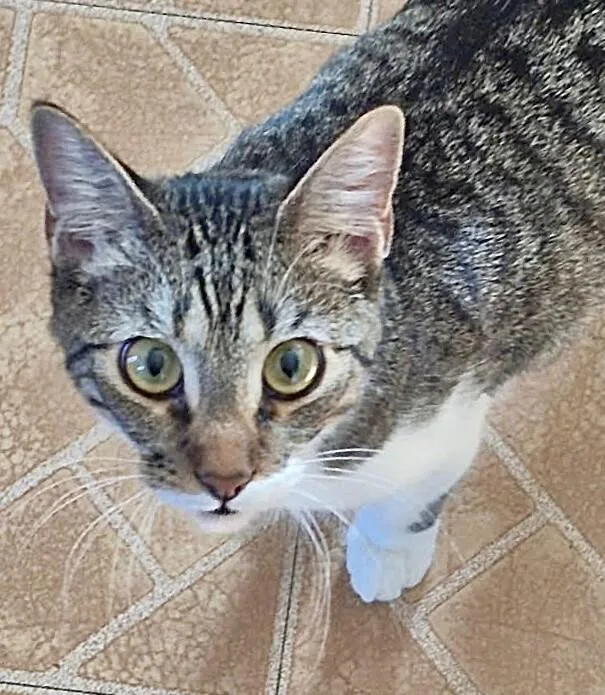 Mochi  Bonded With thumbnail 2