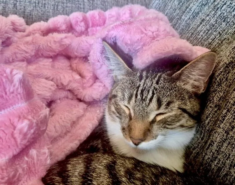 Mochi  Bonded With thumbnail 3