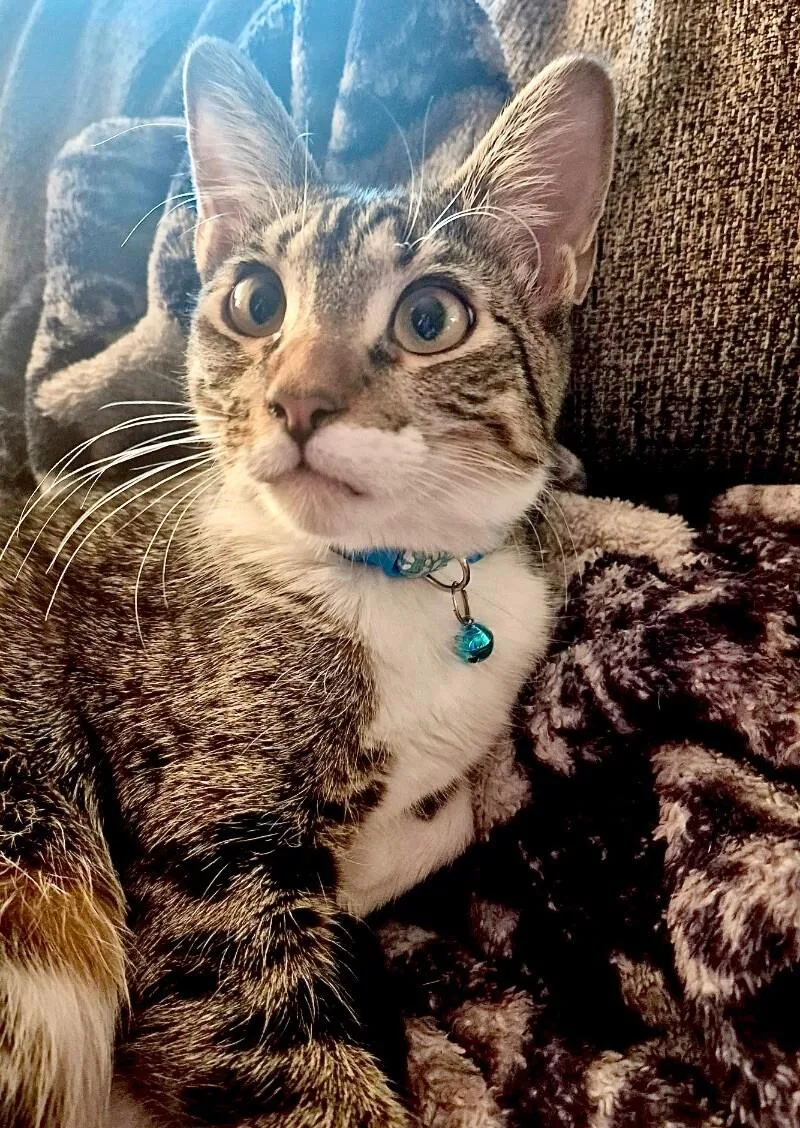 Mochi  Bonded With thumbnail 4