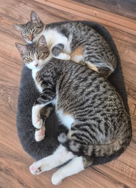 Mochi  Bonded With thumbnail 5