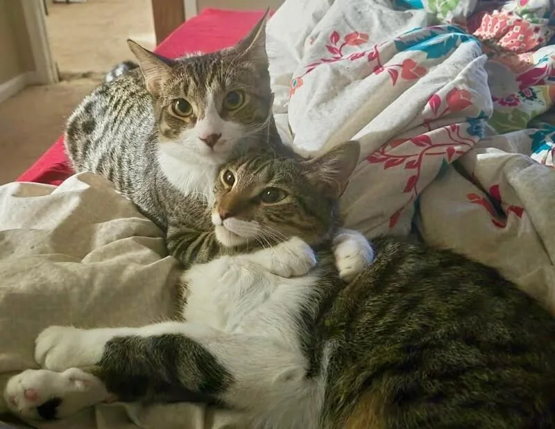 Mochi  Bonded With thumbnail 6