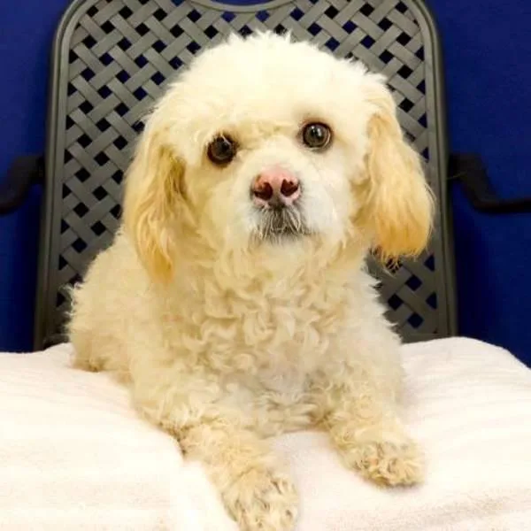 An adult small-sized male Bichon Frise dog named Kie for adoption in Fort Davis, TX