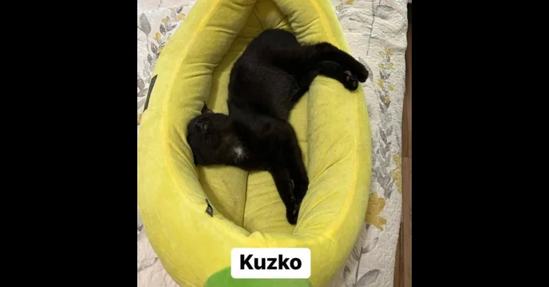 An adult medium-sized male Black Domestic Short Hair cat named Kuzko for adoption in Emerald Isle, NC