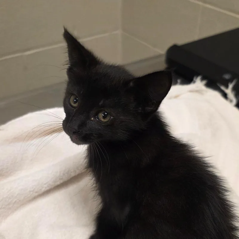 Hudson