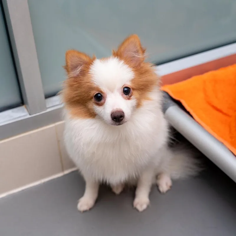 A young small-sized male White / Cream Pomeranian dog named Carrot Cake for adoption in New York, NY