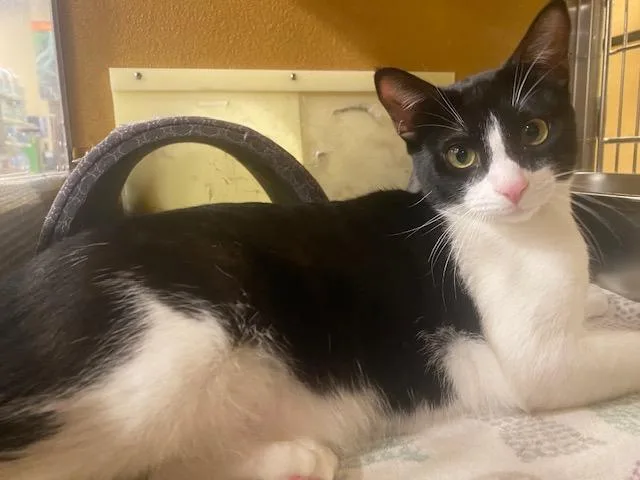 A young medium-sized male Black & White / Tuxedo Domestic Short Hair cat named Sylvester for adoption in Upland, CA