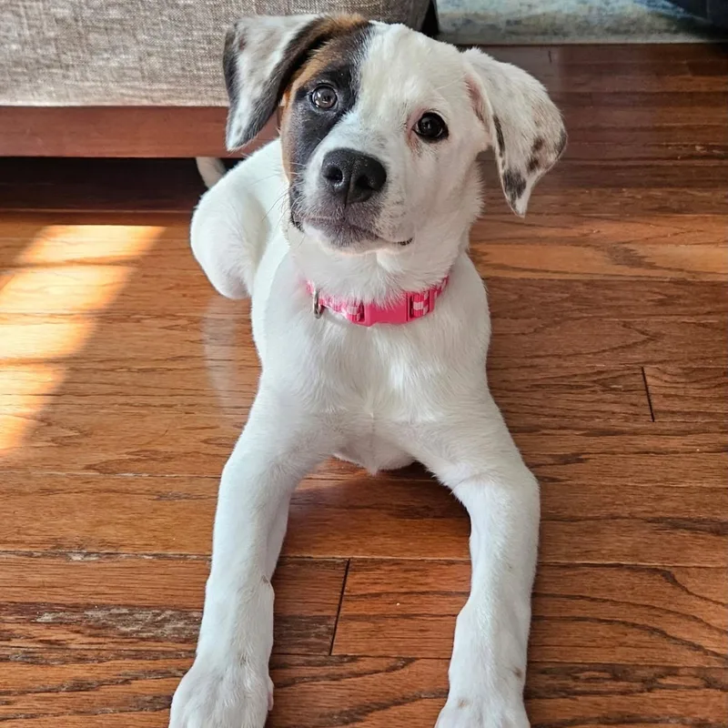 A baby large-sized female Tricolor (Brown, Black, & White) Great Pyrenees dog named Daisy for adoption in Mooresville, NC